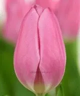 Тюльпан Аафке