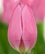 Тюльпан Аафке