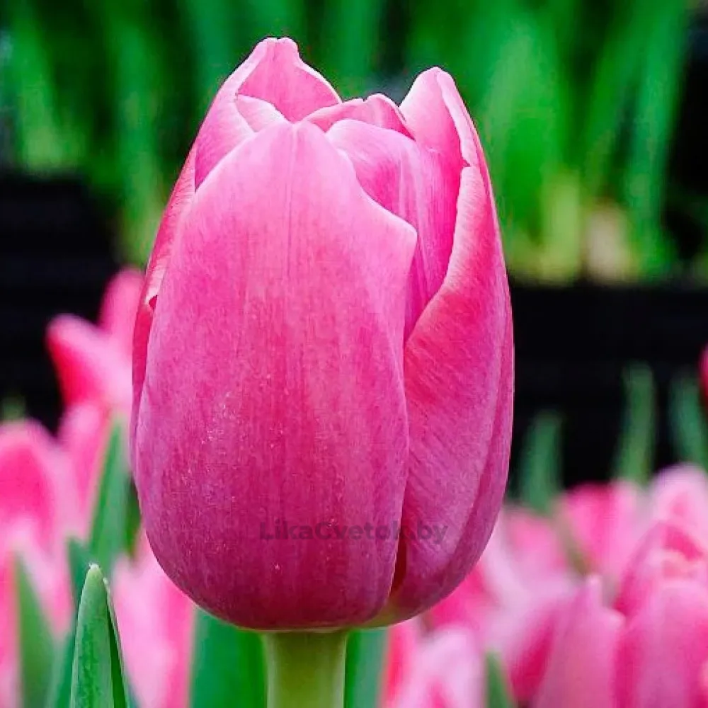 Тюльпан Анаконда