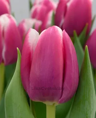 Тюльпан Ангелс Шэр