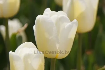 Тюльпан Антарктика