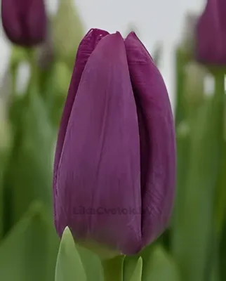 Тюльпан Арагон