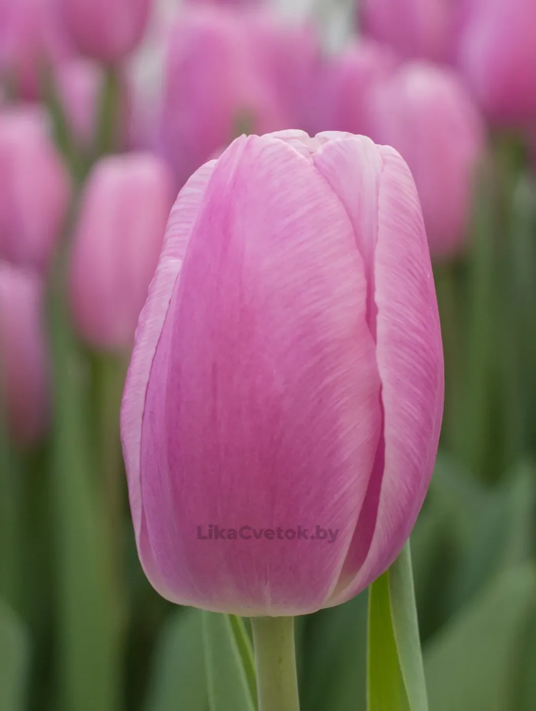 Тюльпан Аргос