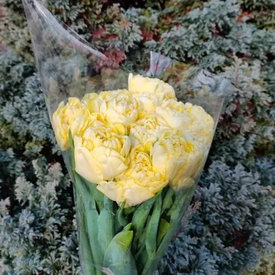 Тюльпан Авант Гарде