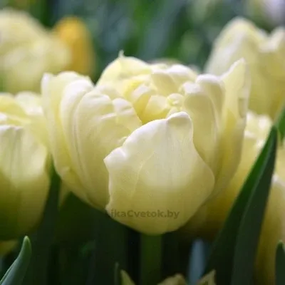 Тюльпан Авант Гарде