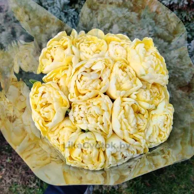 Тюльпан Авант Гарде