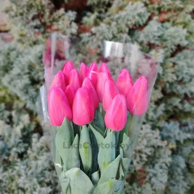 Тюльпан Барселона