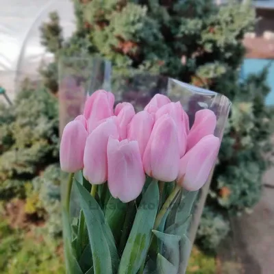 Тюльпан Барселона Бьюти