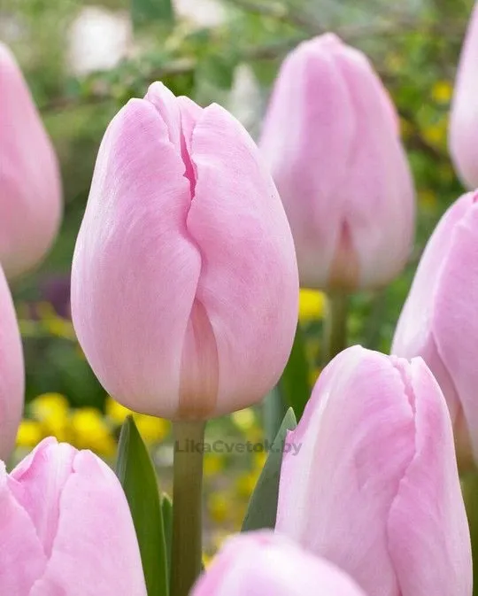 Тюльпан Барселона Бьюти