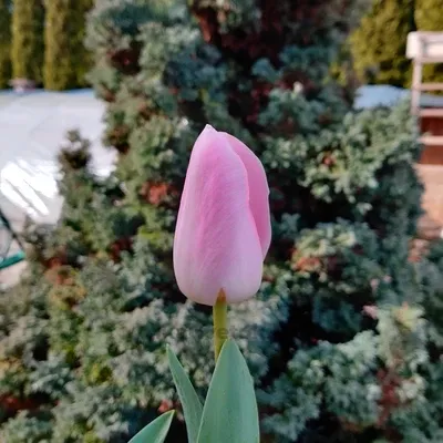 Тюльпан Барселона Бьюти