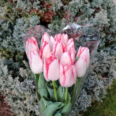 Тюльпан Бьюти Тренд