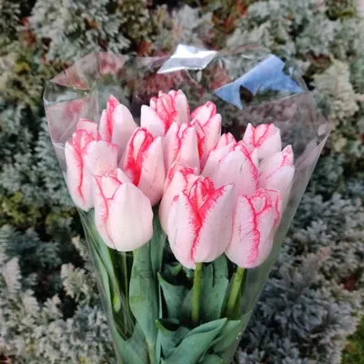 Тюльпан Бьюти Тренд