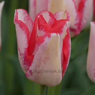 Тюльпан Бьюти Тренд