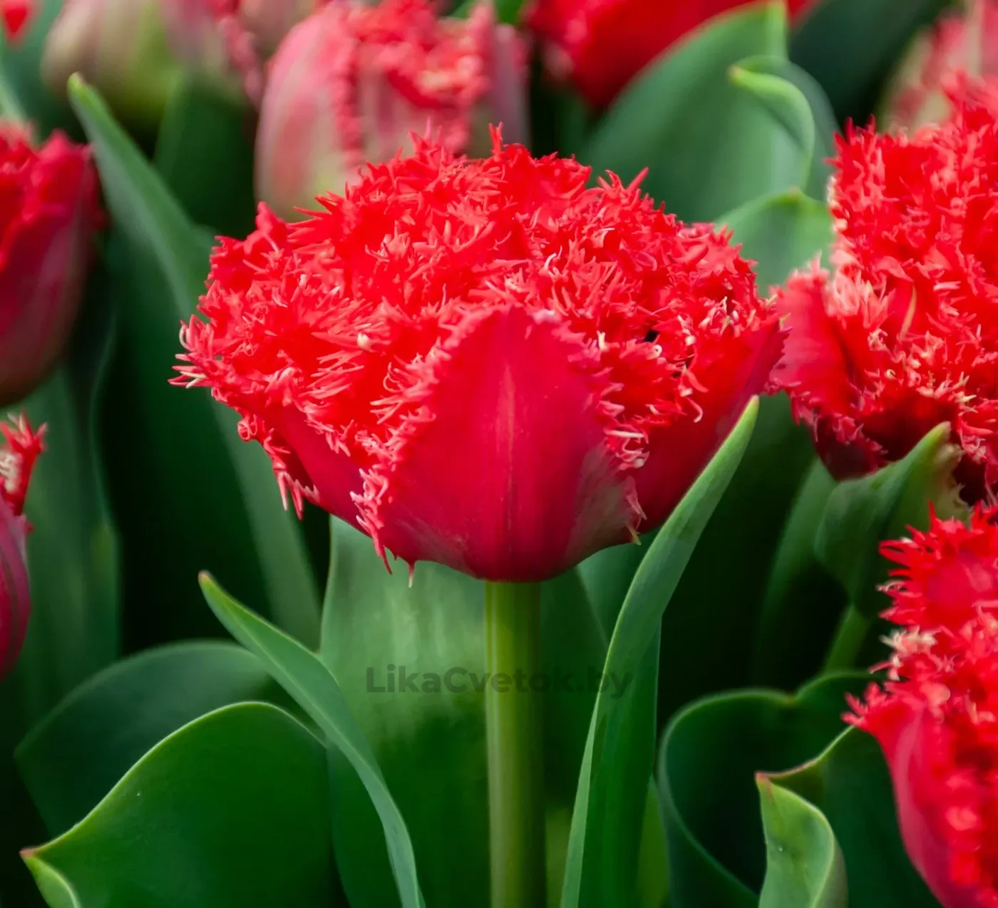 Тюльпан Бендиго