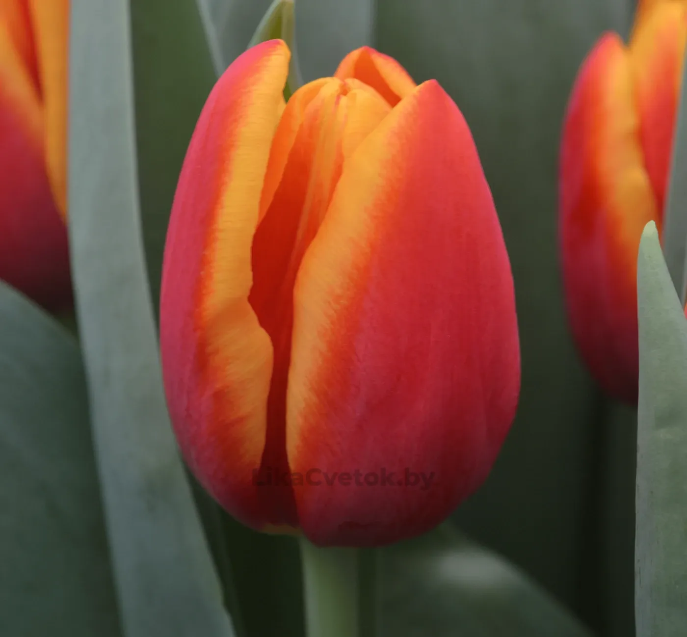 Тюльпан Боди Билдер