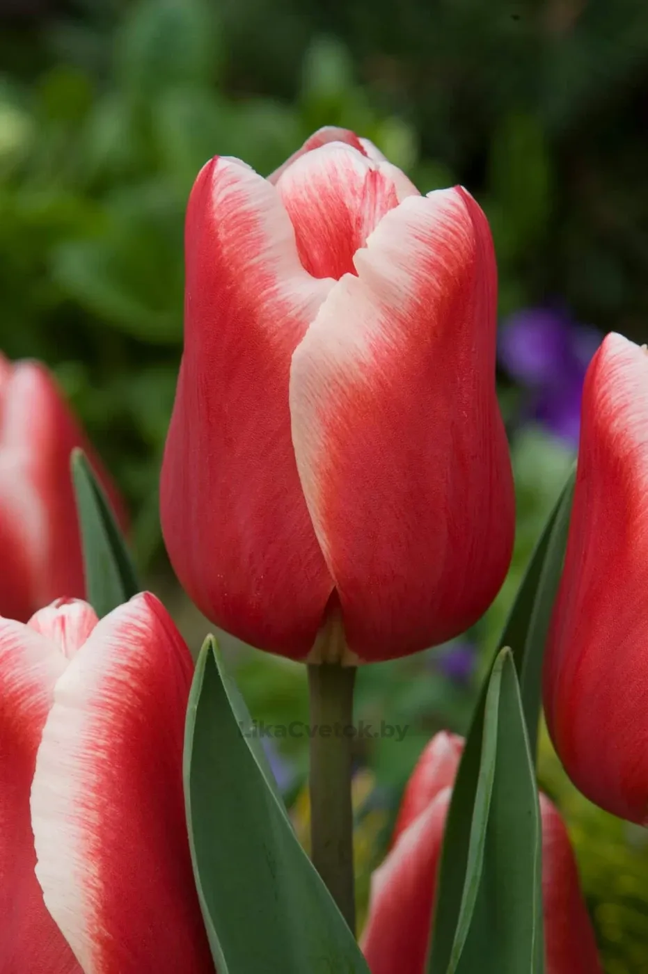 Тюльпан Бастер