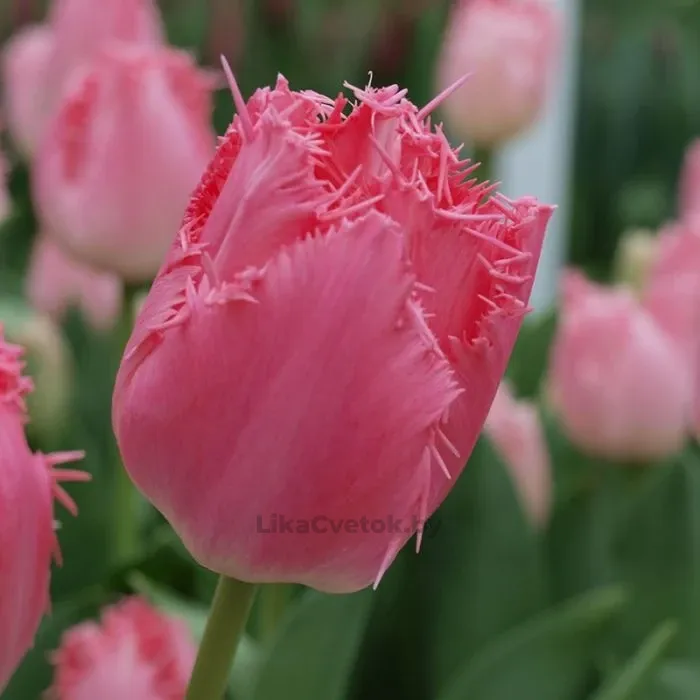 Тюльпан Кашарель