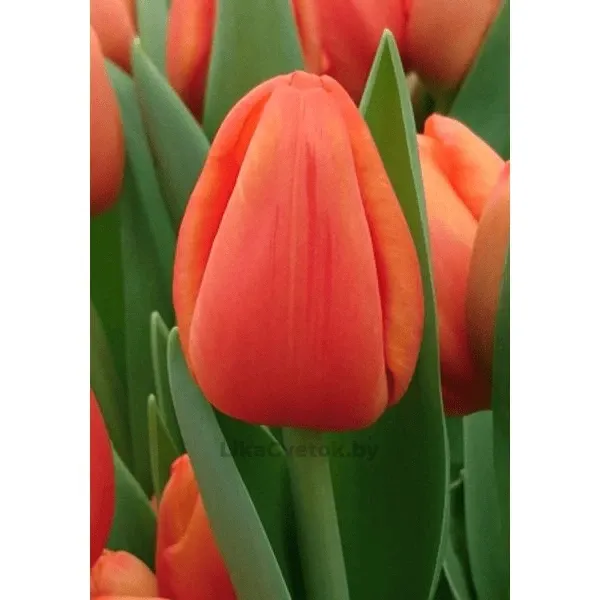 Тюльпан Каданс