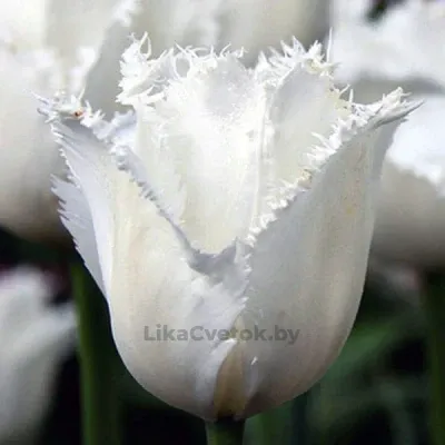 Тюльпан Кембридж