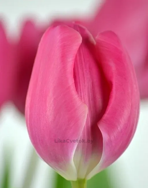 Тюльпан Карола