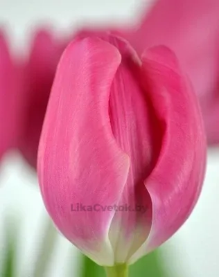 Тюльпан Карола