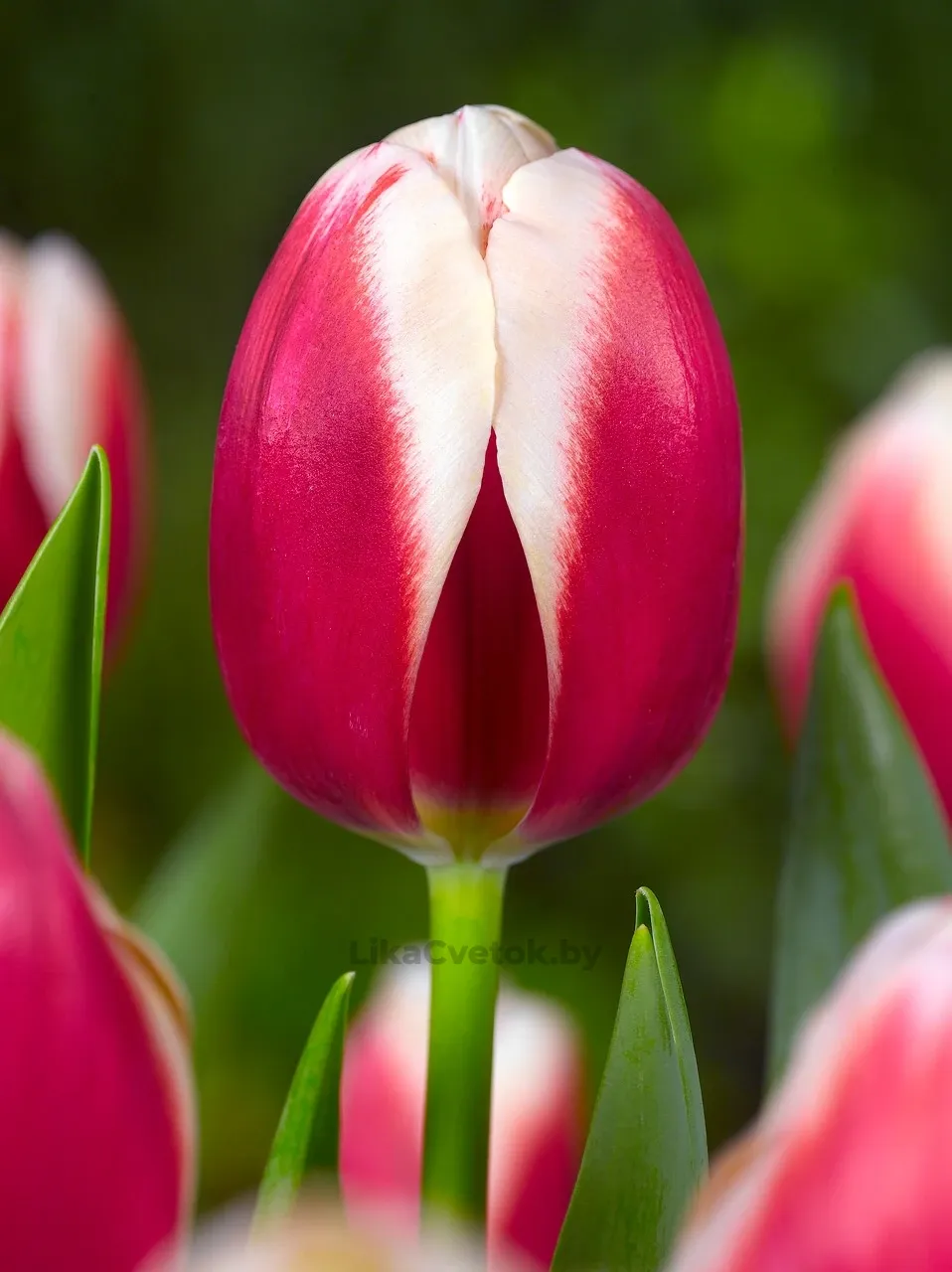 Тюльпан Крисмас Гифт