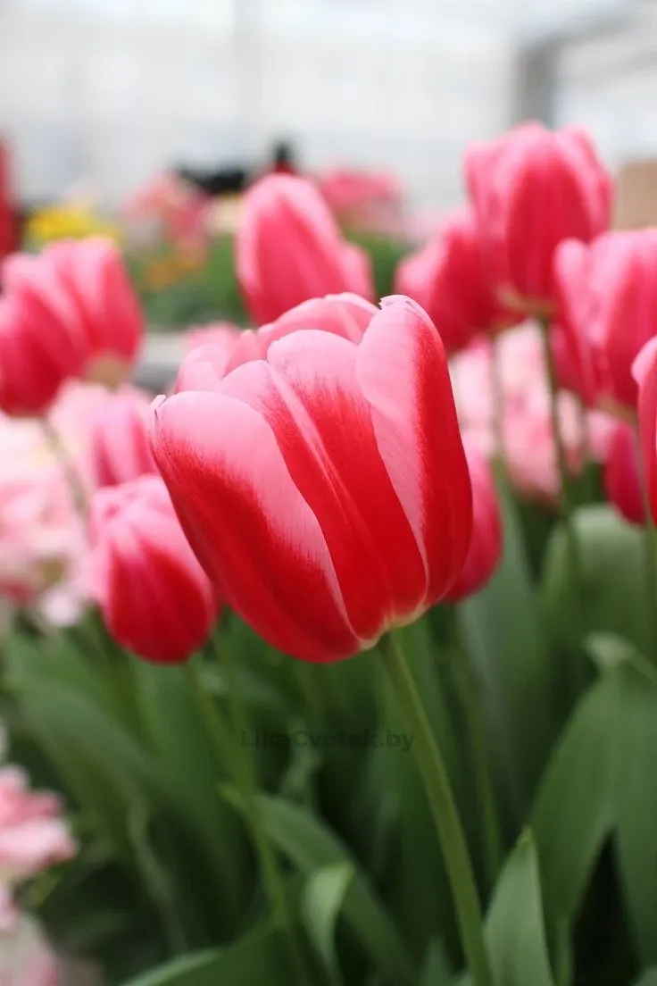 Тюльпан Киркайт