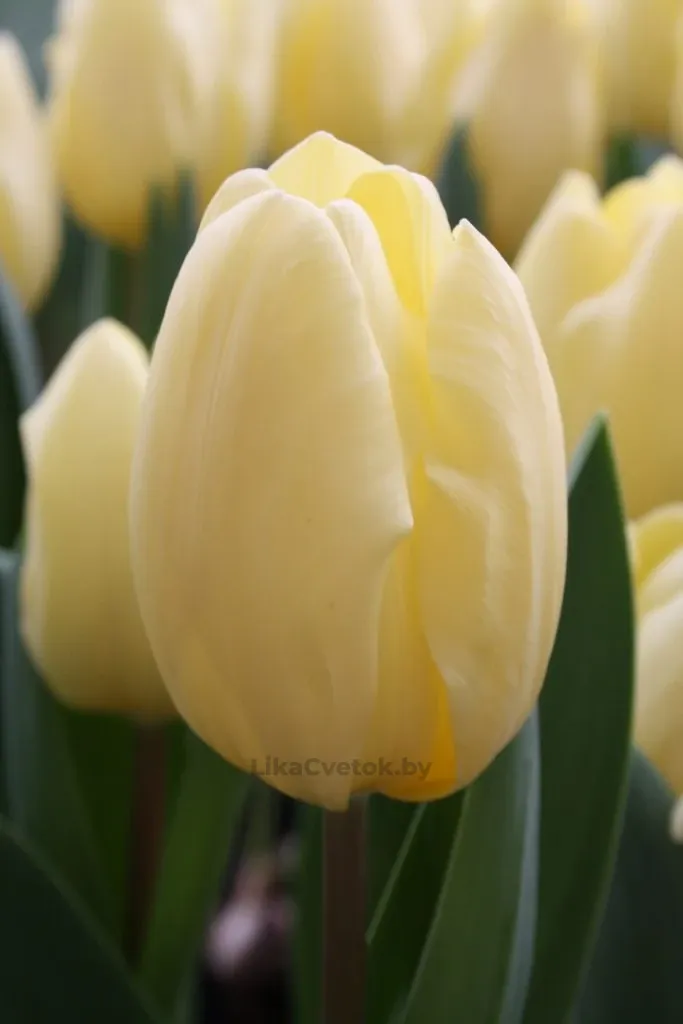 Тюльпан Крем Фреш