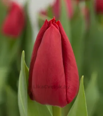 Тюльпан Карри