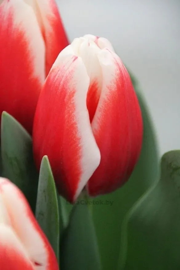 Тюльпан Де Дейк