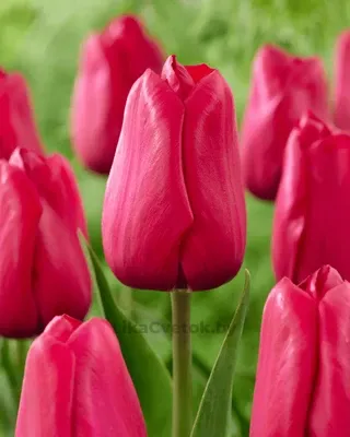 Тюльпан Дельта Графити