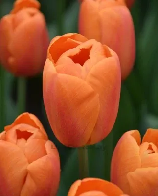 Тюльпан Дельта Шторм