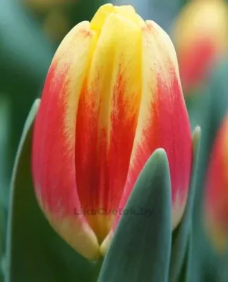 Тюльпан Диско