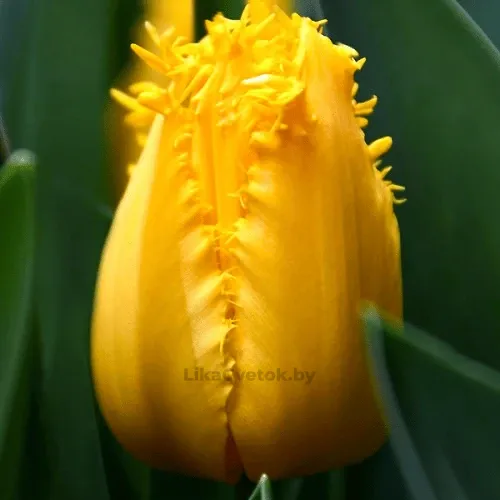 Тюльпан Диверсент Н40