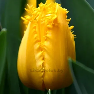 Тюльпан Диверсент Н40