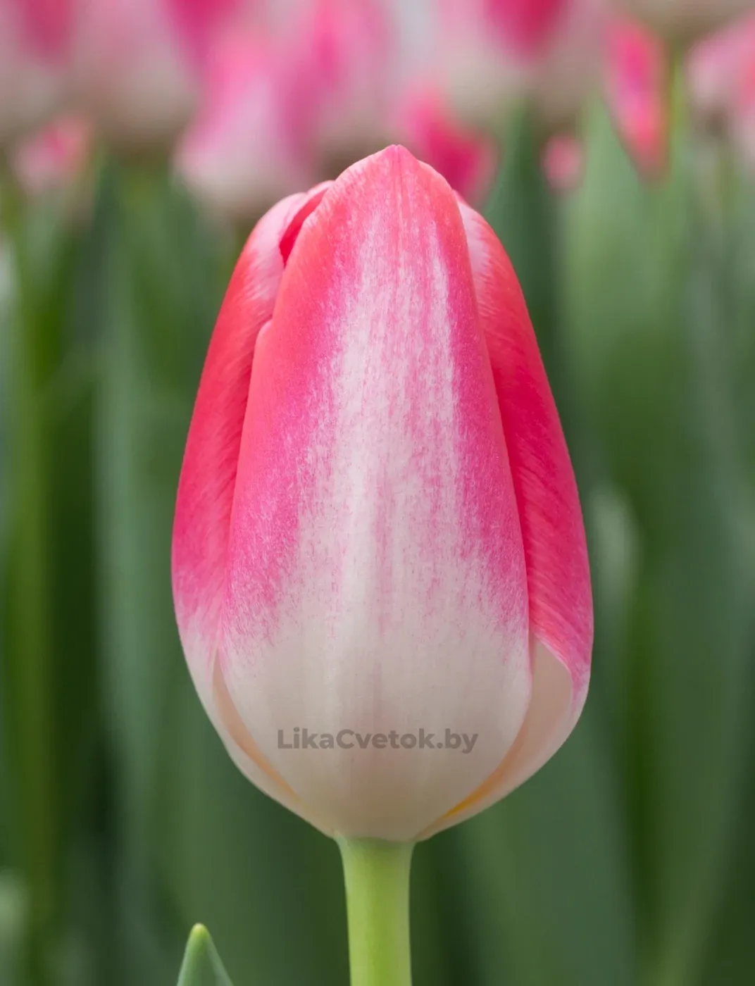 Тюльпан Донателло