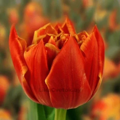 Тюльпан Эдишион