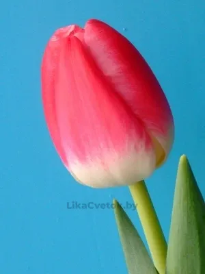 Тюльпан Фелини