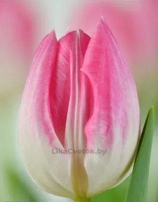 Тюльпан Фёрст класс