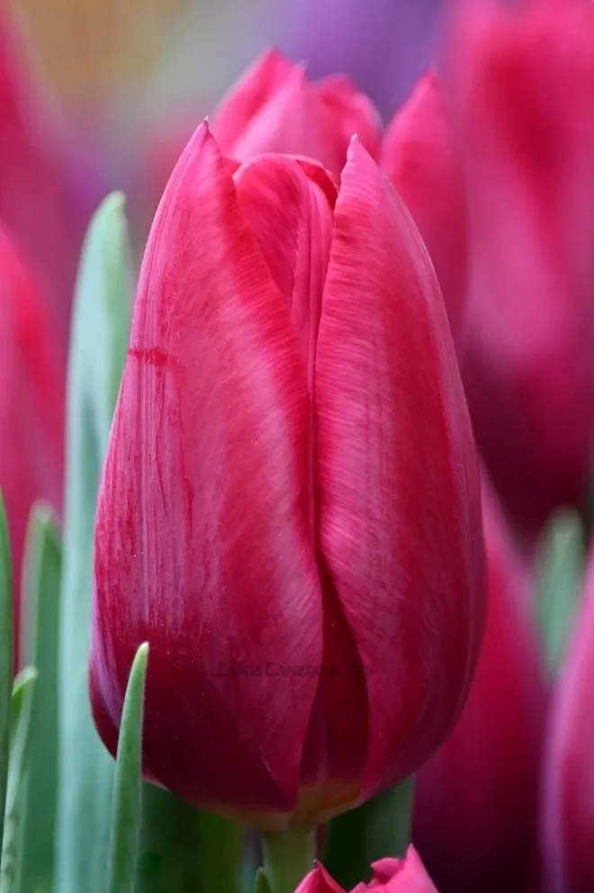 Тюльпан Фёртс лайф