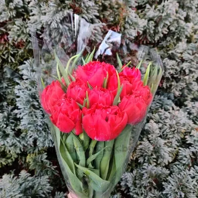 Тюльпан Фёрст Прайс