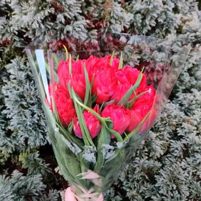 Тюльпан Фёрст Прайс