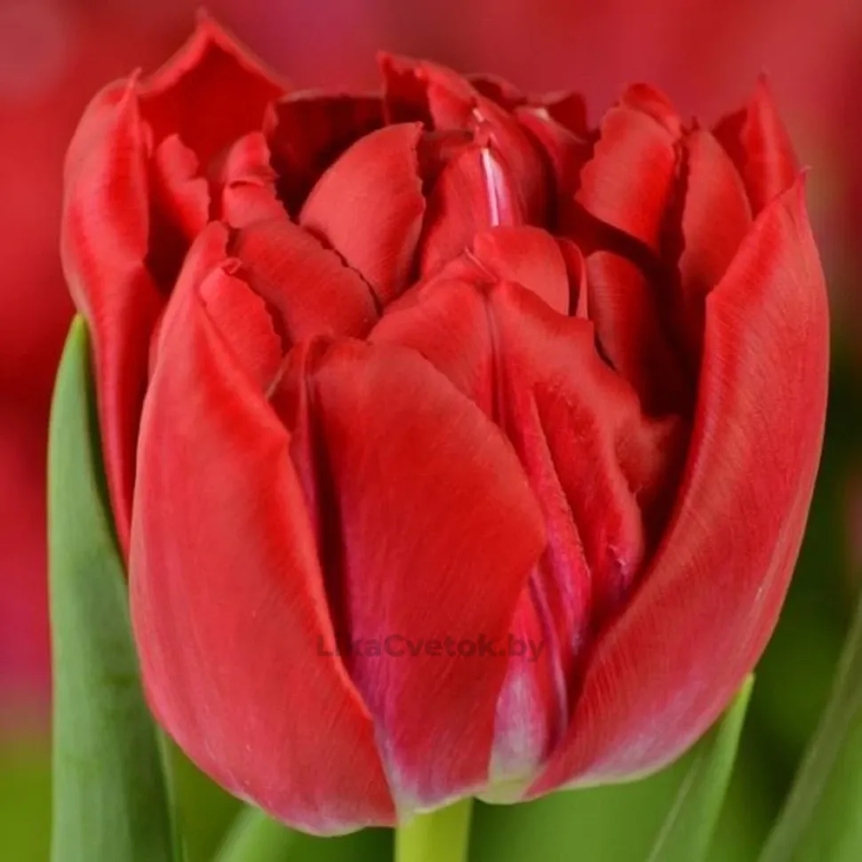 Тюльпан Фёрст Прайс