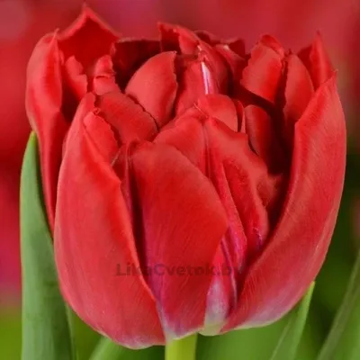 Тюльпан Фёрст Прайс