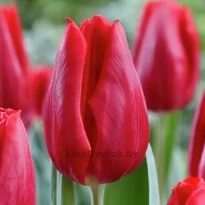 Тюльпан Фёрст Стар