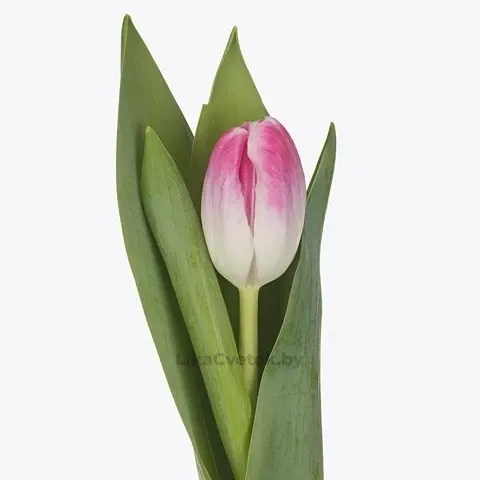 Тюльпан Флоренце