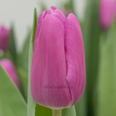 Тюльпан Фортресс