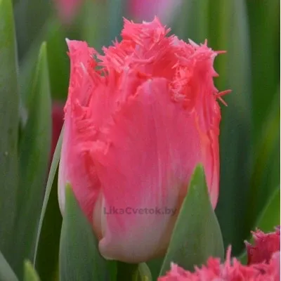 Тюльпан Гугл