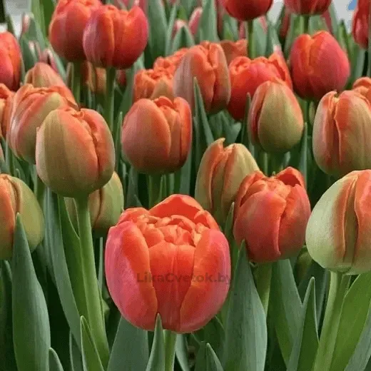 Тюльпан Айкун