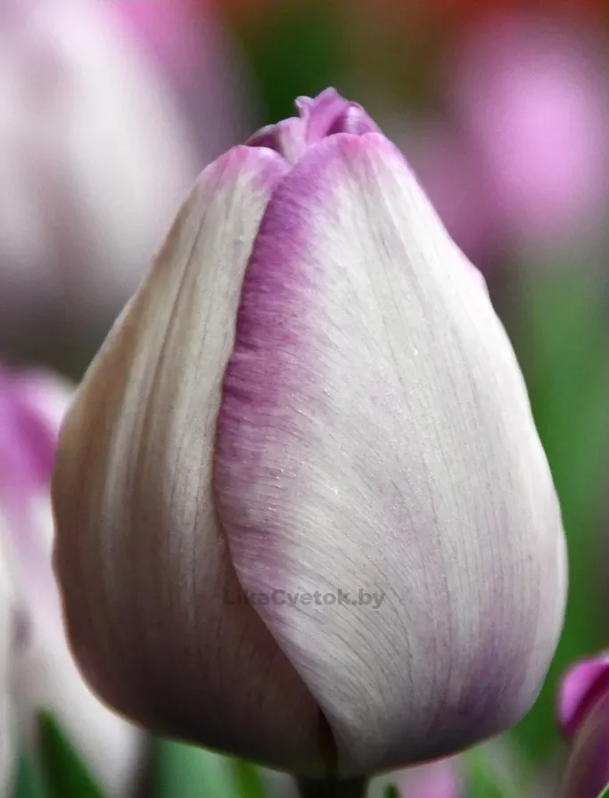 Тюльпан Джакузи